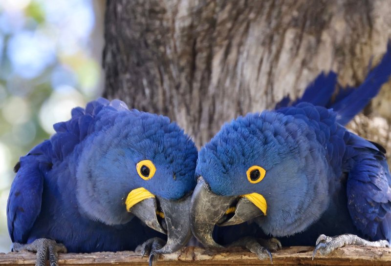Close-up of two vibrant Hyacinth Macaws perched closely on a tree branch, displaying vivid blue plumage.