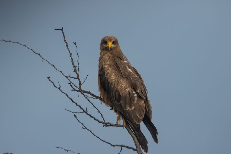 Close-up of an eagle perched on a tree branch against a clear blue sky.