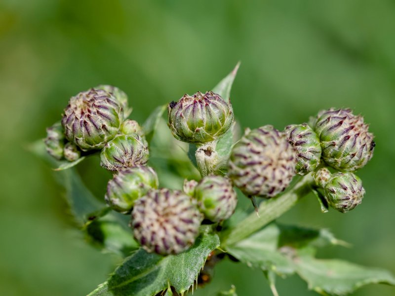 Detailed view of green thistle buds against a lush summer background in Białystok, Poland.