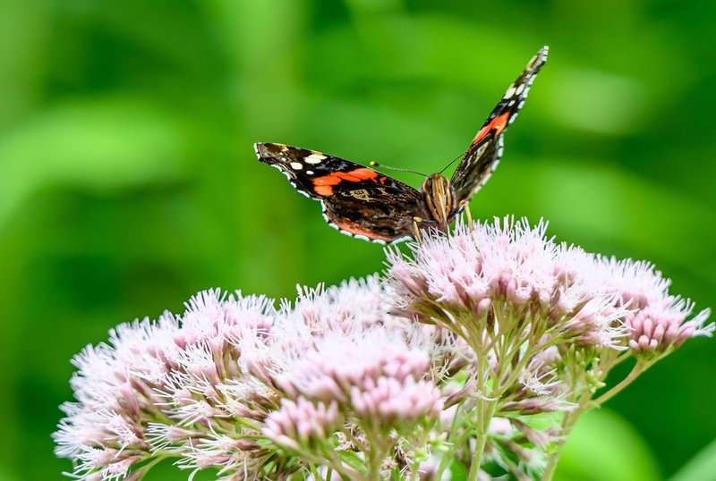 Close-up of a Red Admiral butterfly perched on vibrant pink Joe-Pye Weed against a green background.
