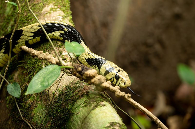 Detailed view of a bright-colored tropical chicken snake navigating a mossy tree branch.