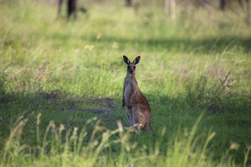 Kangaroo standing amidst greenery in Rockhampton, Australia, showcasing wildlife.