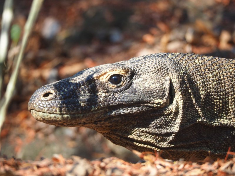 A detailed close-up of a Komodo dragon in its natural habitat, showcasing its textured scales.