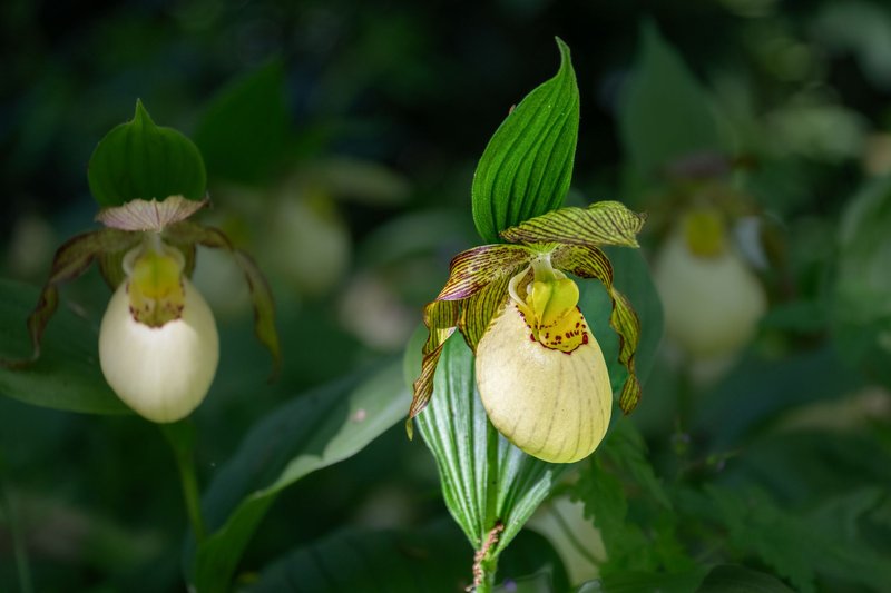 Close-up of lady slipper orchids (Cypripedium) basking in sunlight in a lush garden.