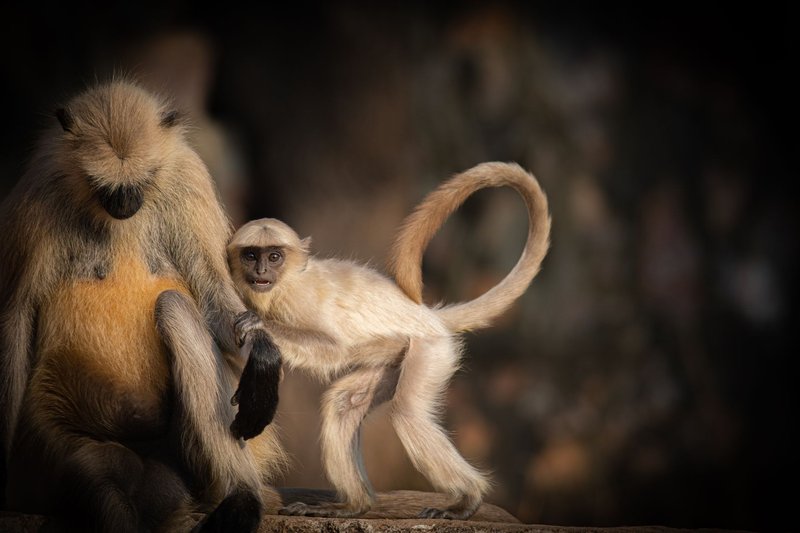 Captivating image of langur monkeys interacting in Jaipur, India.