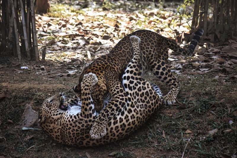 Two young leopards engaging in play fight in a forest setting, showcasing their natural behavior.