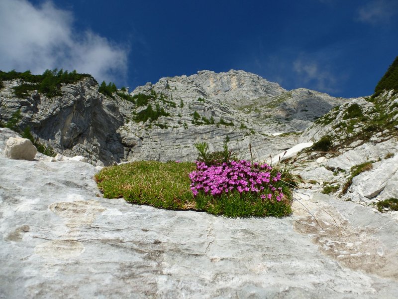 Bright wildflowers thrive on a rocky mountain slope in Mojstrana, Slovenia, under a clear blue sky.