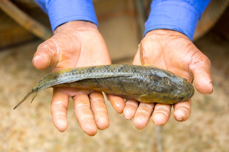 Close-up of hands holding a freshwater fish, showcasing the fishing culture in Chattogram.