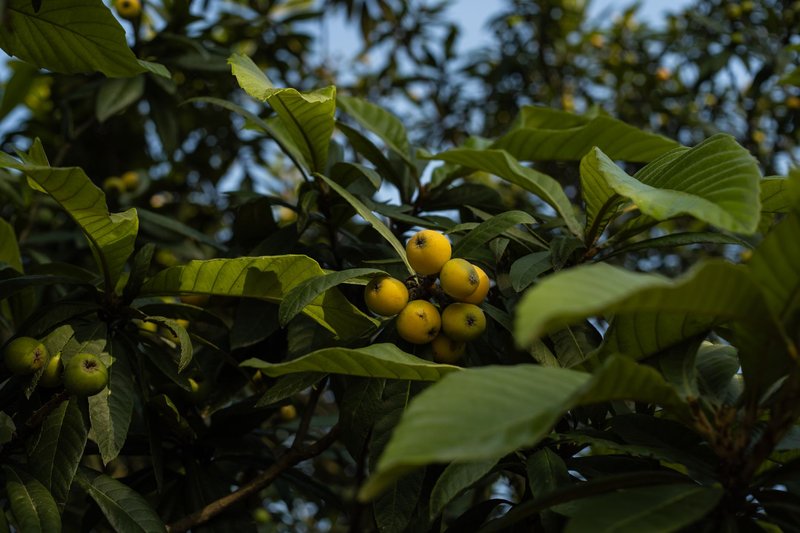 Detailed view of a loquat tree showcasing ripe yellow fruits amidst vibrant green leaves.