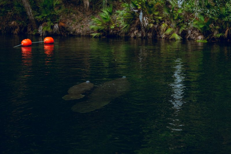 A peaceful scene of a manatee swimming near the surface of a forest lake.