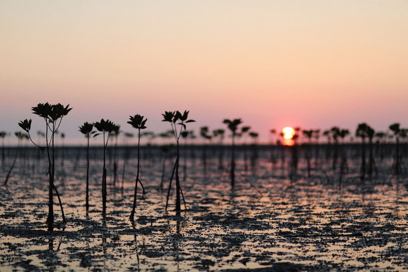 Captivating silhouette of mangroves during a serene sunset over calm waters.