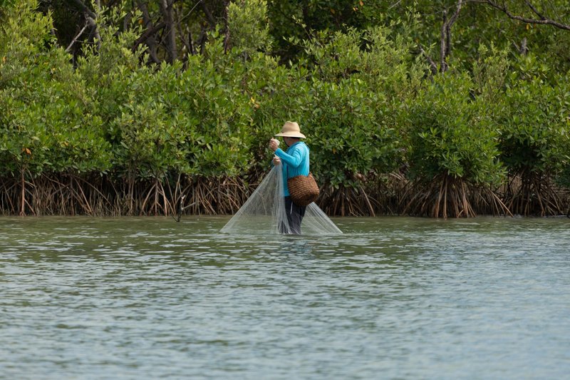 An adult fisherman casting a net in shallow mangrove waters under daylight.