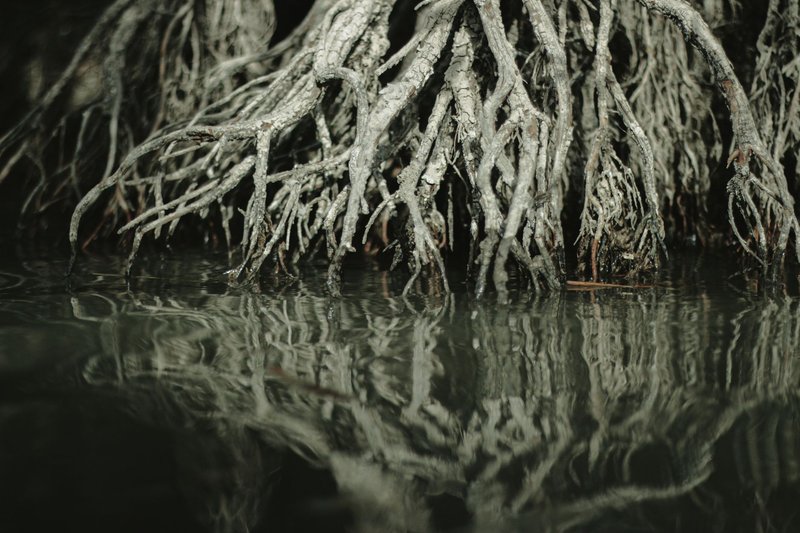Close-up of mangrove roots reflecting in water, showcasing natural growth and environmental beauty.