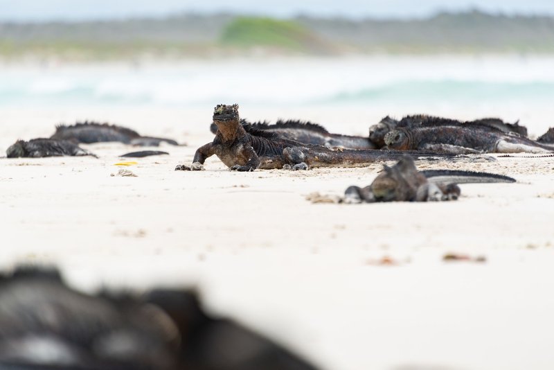 Group of Galapagos marine iguanas sunbathing on sandy beach.