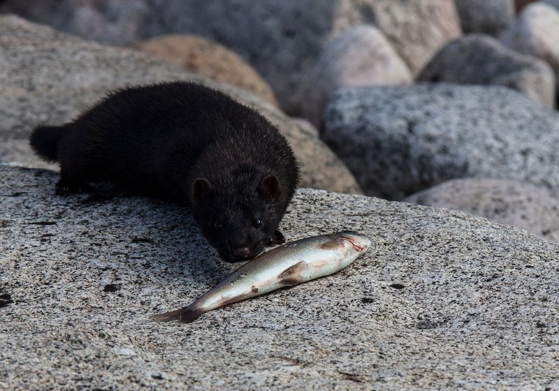 A black mink inspecting a fish on a rocky shore, showcasing wildlife behavior.