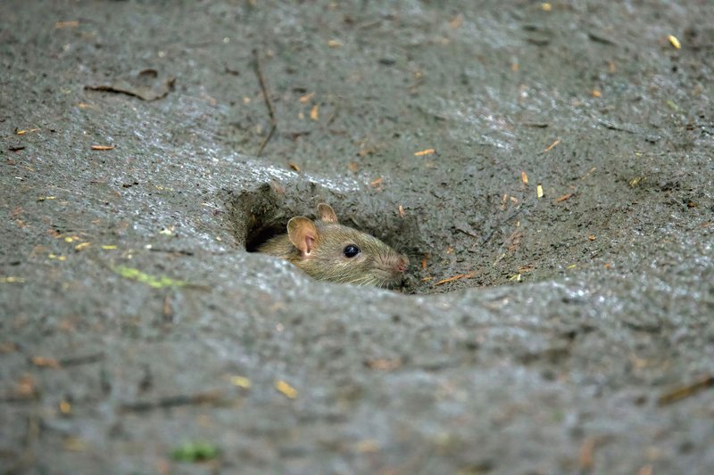 A curious rat peeks out of its burrow on a textured muddy ground.