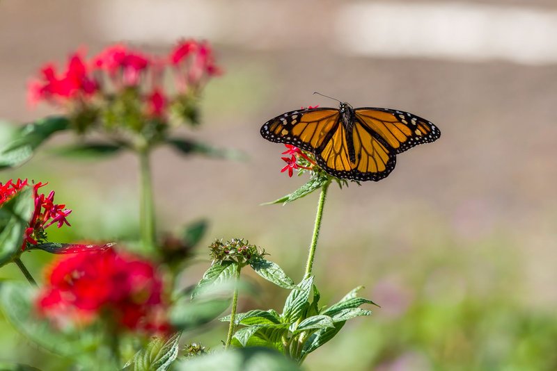 Close-up of a monarch butterfly perched on bright red flowers in a garden, showcasing delicate beauty in nature.