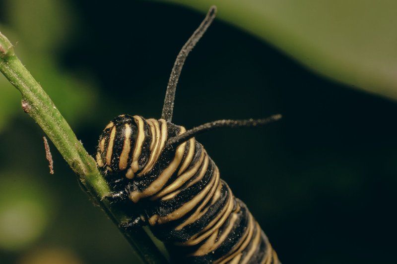 Detailed macro photo of a monarch caterpillar on a green leaf stem, showcasing nature's beauty.