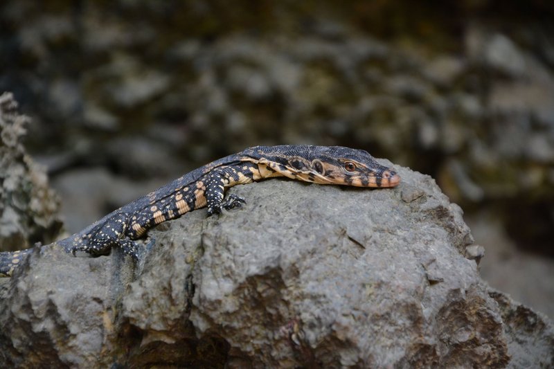 Detailed image of a monitor lizard resting on a rock in natural surroundings.
