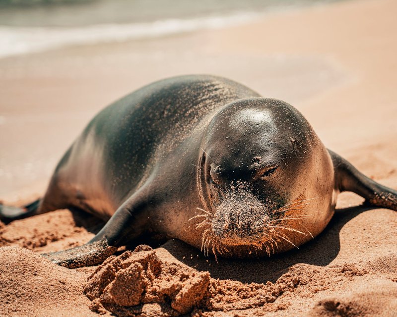 A Hawaiian monk seal relaxing on a sunlit sandy beach, showcasing its natural habitat.