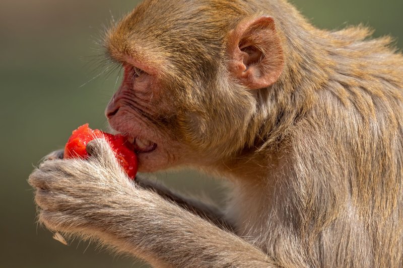 Close-up of a macaque monkey enjoying a strawberry, showcasing nature's vivid details.
