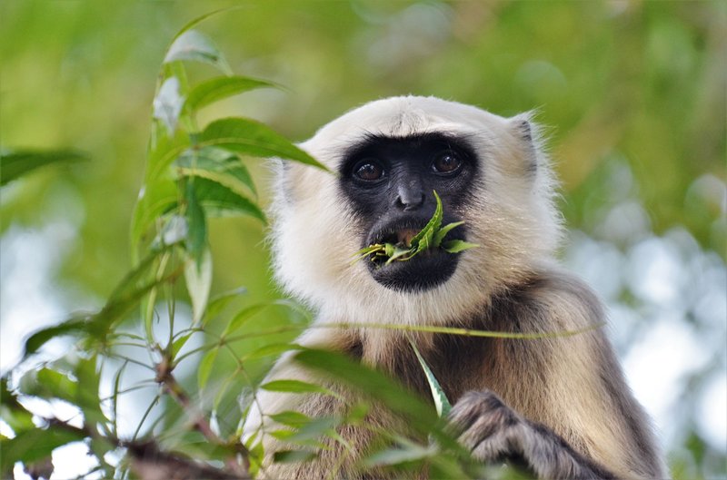 Gray langur munching leaves in its natural outdoor habitat, showcasing its curious gaze.