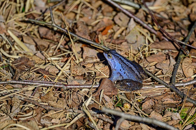 A vibrant blue Moor frog resting among dry leaves in Schneverdingen, Germany.