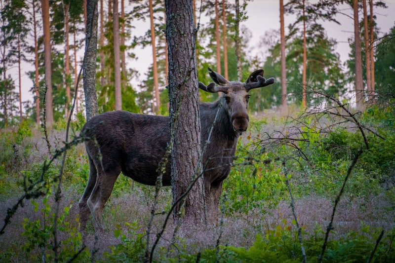 A majestic moose stands amidst a lush forest, showcasing its grandeur in the wild.