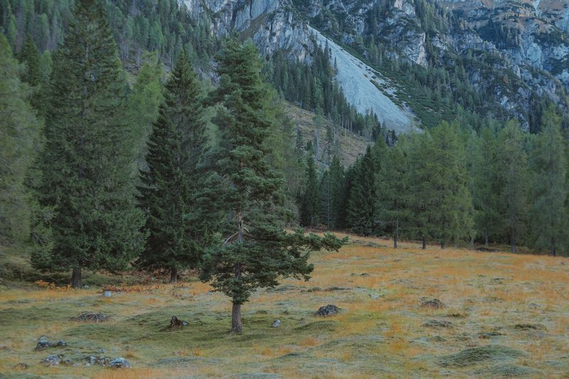 Tranquil alpine forest featuring tall evergreen trees and mountain backdrop during fall.