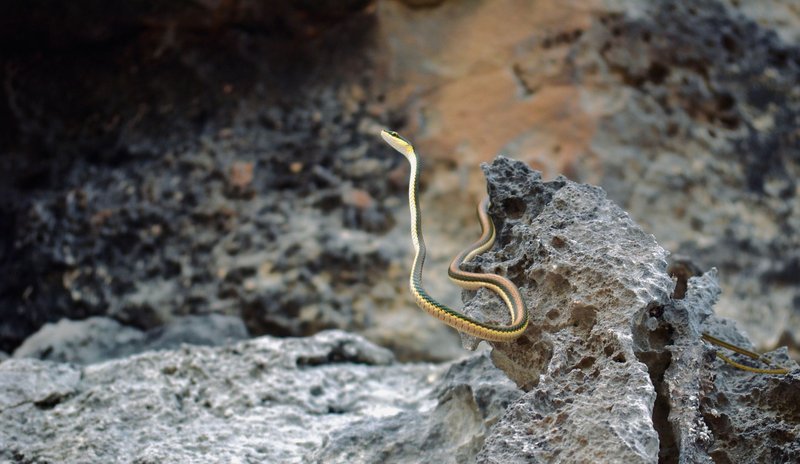 A vibrant snake slithers gracefully across rocky terrain, showcasing its striking colors.