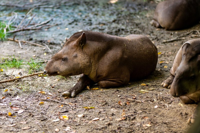 A peaceful scene of tapirs relaxing in their natural habitat at Zagreb Zoo.
