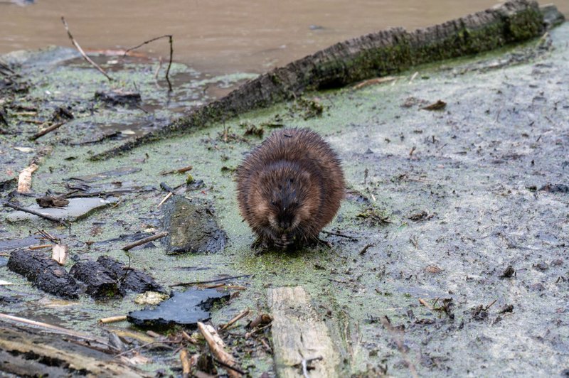 A muskrat sitting on a muddy, debris-laden riverbank surrounded by water and natural elements.