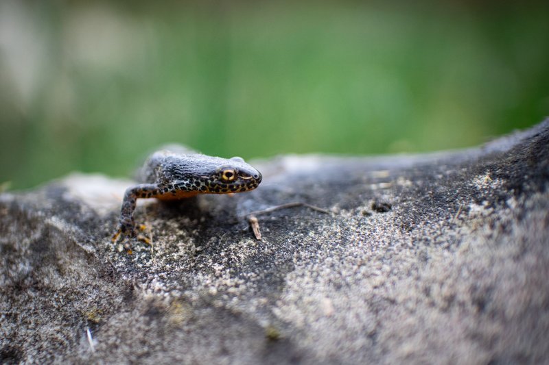 Close-up of a salamander on a rock in nature, showcasing its vivid coloration and texture.