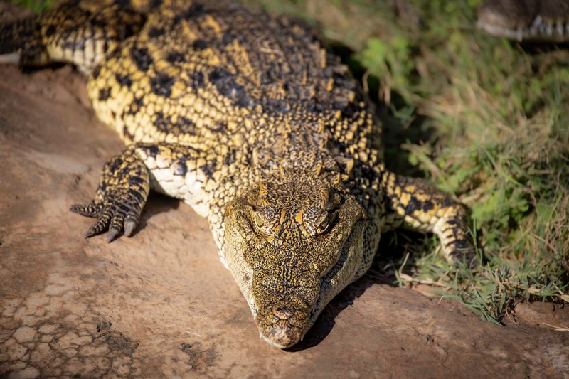 Detailed view of a Nile crocodile resting on a riverbank, showcasing textured scales in the sunlight.
