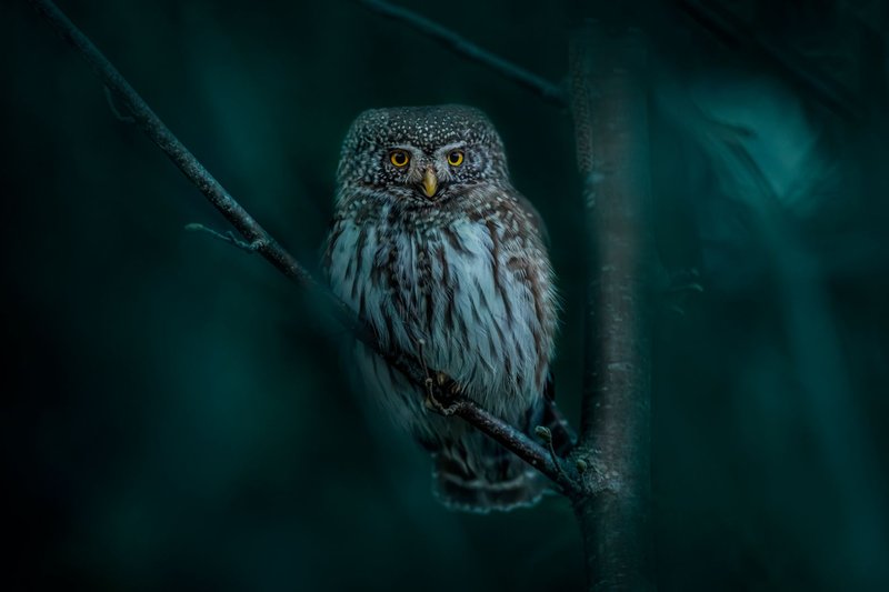 A Eurasian pygmy owl quietly perched on a branch in a dark forest, captured at night.