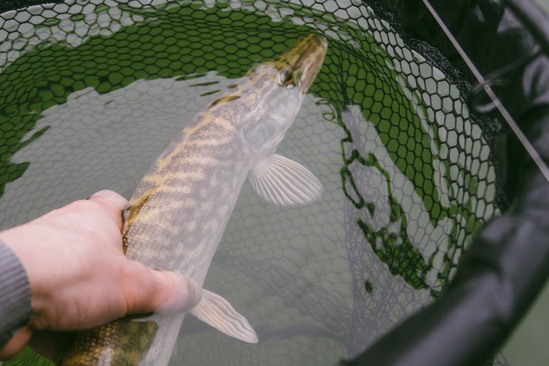 Man holding a northern pike in a fishing net outdoors.