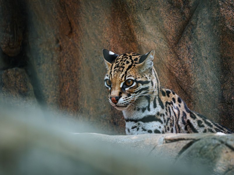 Detailed image of an ocelot in a rocky environment, highlighting its striking fur pattern.