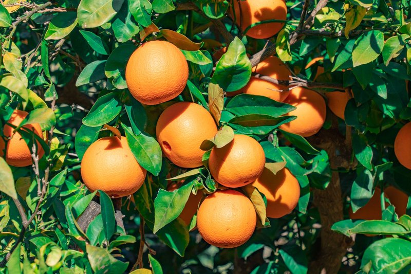 A vibrant cluster of ripe oranges hanging on a lush green tree, bathed in sunlight.