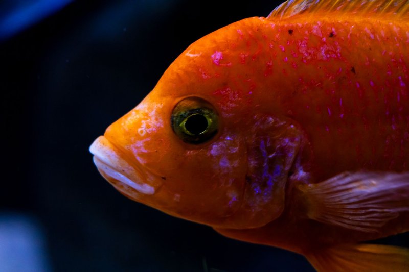 Detailed shot of an orange fish with intricate scales and vibrant colors in an aquarium setting.