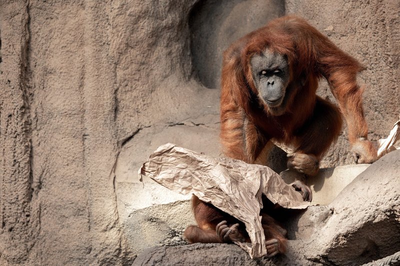 An orangutan interacts with paper on a rocky surface at Leipzig Zoo.