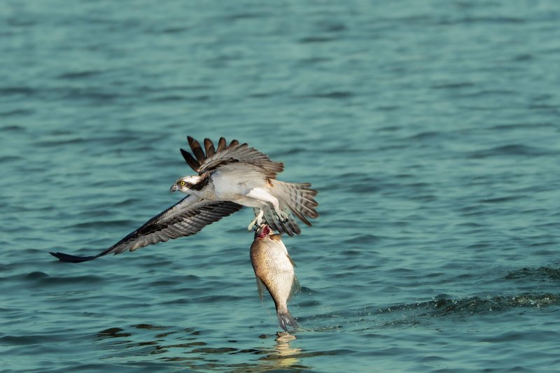 Dramatic capture of an osprey flying with a fish over water, showcasing nature's predator-prey dynamic.