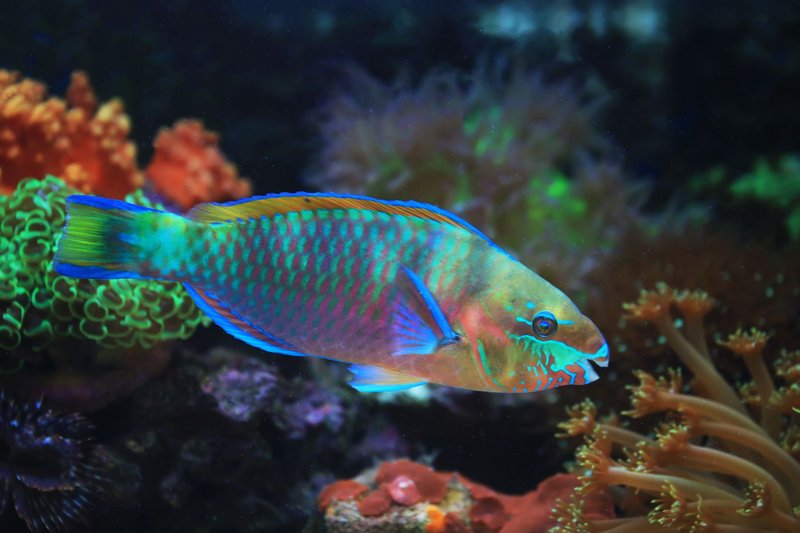 Close-up of a colorful parrotfish swimming through coral reef with vivid hues and marine life.