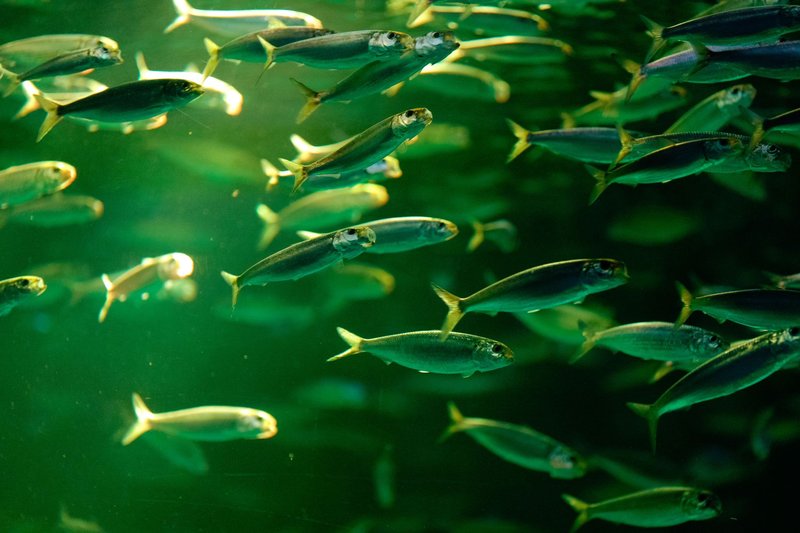 A dynamic school of sardines swimming in vibrant green waters, capturing underwater movement.