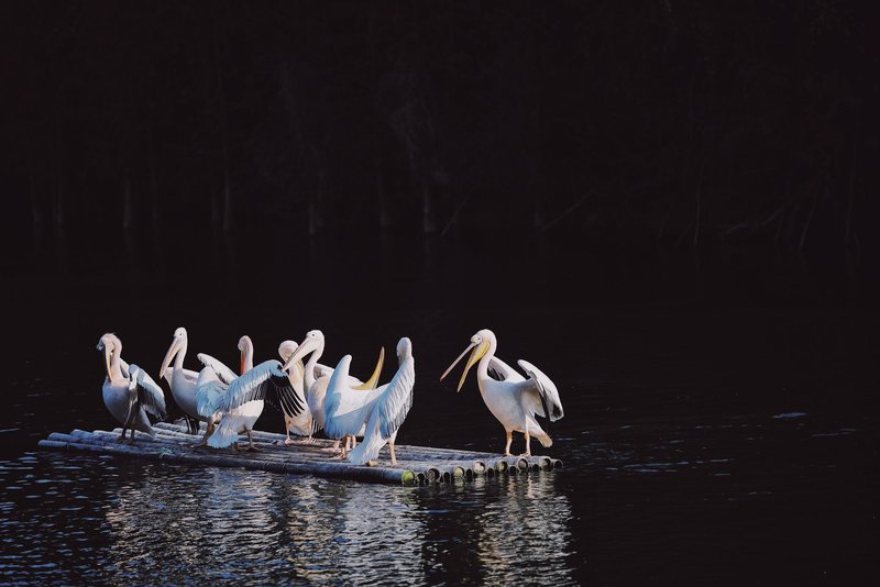 A group of pelicans resting on a raft in a tranquil lake setting at dusk.