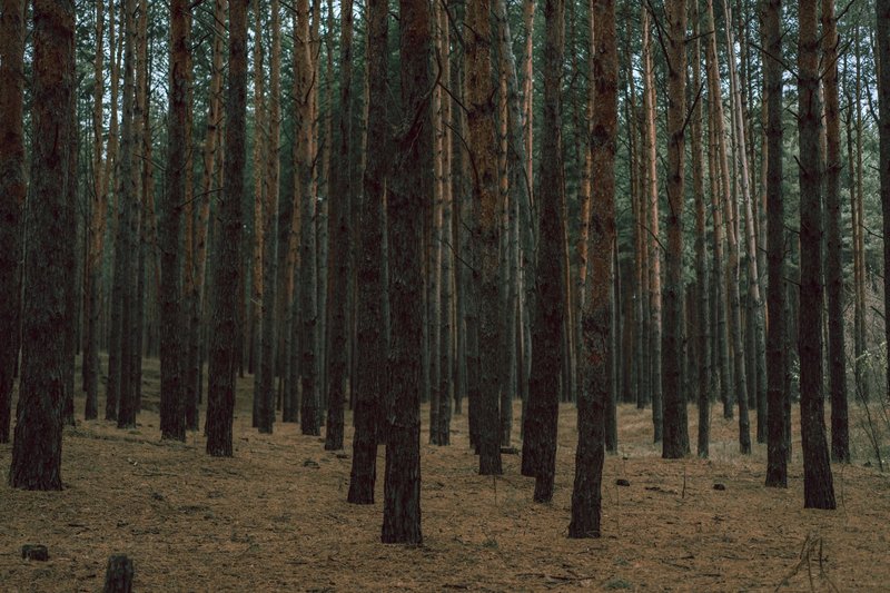 A tranquil pine forest with tall, dense tree trunks offering a serene nature view.