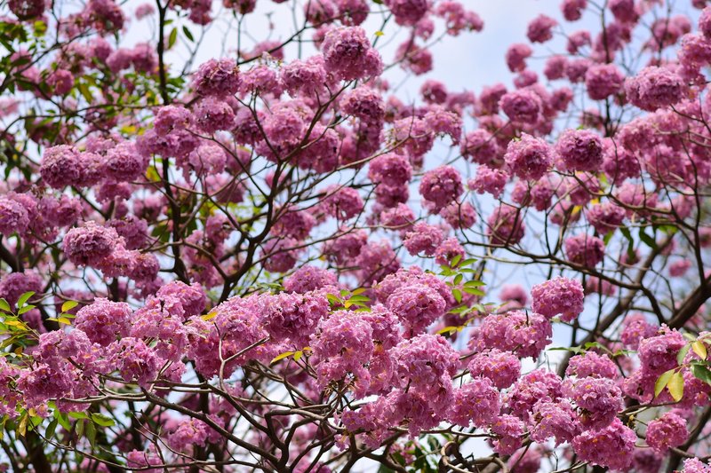 Beautiful pink blossoms of Tabebuia tree in full bloom, captured on a bright spring day.