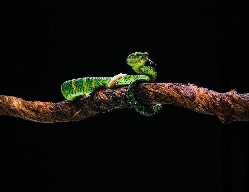 A vivid green viper snake coiled on a tree branch against a black background, showcasing exotic wildlife.