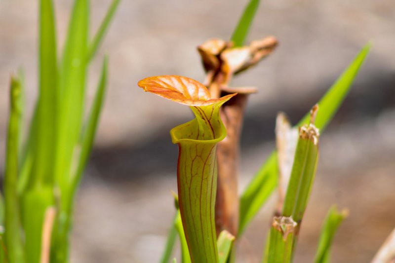 A detailed close-up of a colorful pitcher plant, showcasing its natural beauty outdoors.