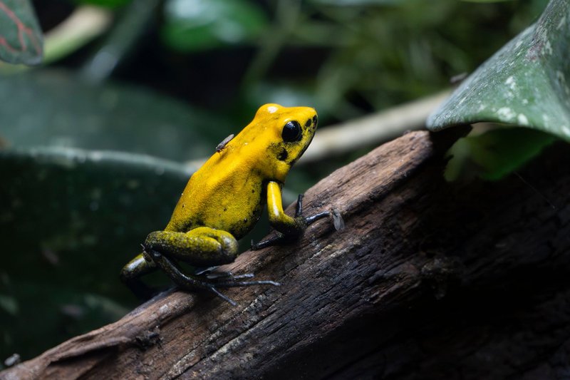 Close-up of a vibrant golden poison dart frog on a log surrounded by foliage.