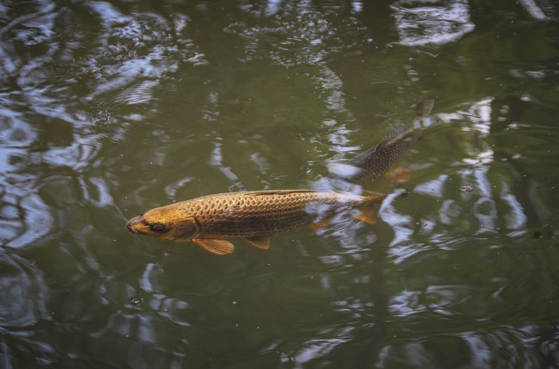 A beautiful carp fish gracefully swimming in calm lake water, showcasing wildlife beauty.